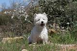 WESTIE 027